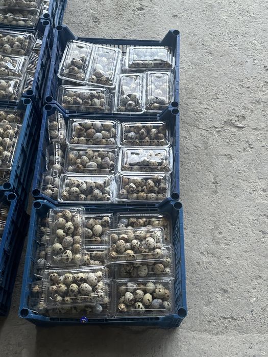 Bedana tuxumi va go’shti sotiladi