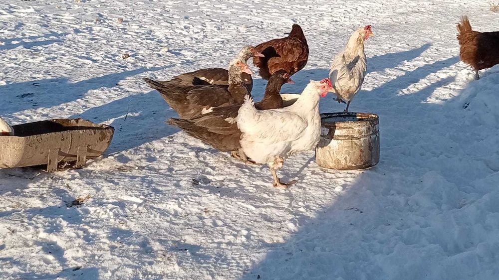 Продаются индоутки