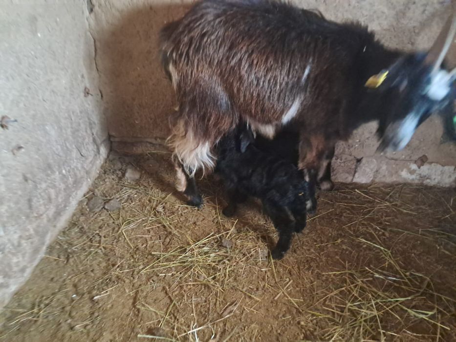 Ешкілер,   лақтарымен сатылады.