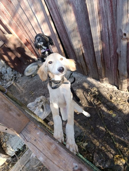 В добрые руки!!!