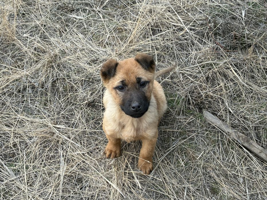 Ищем дом щенку щенку