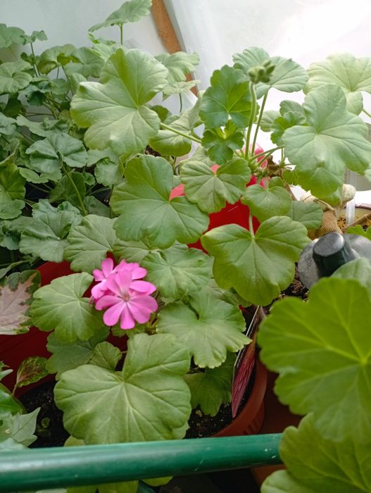 Герань зональная