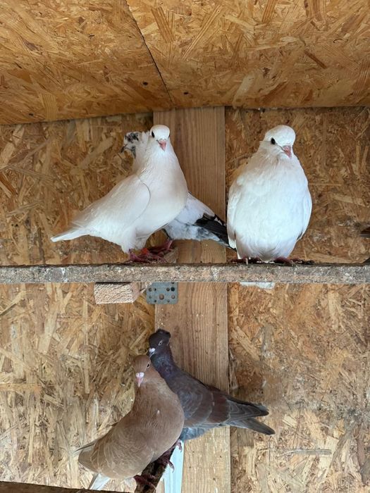 Голуби бойные в Косшы