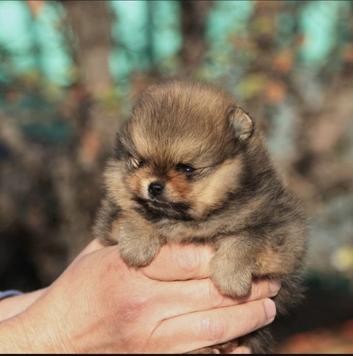 Продаются щенки шпица