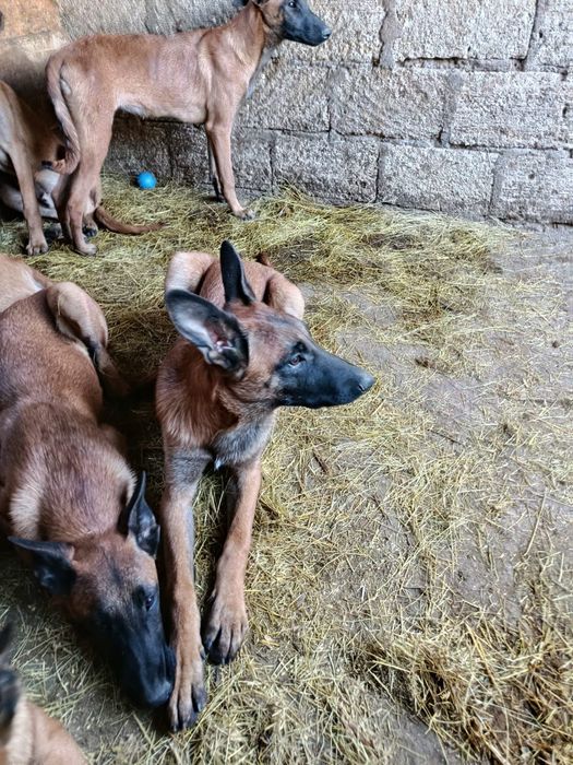 Продам щенков малинуа