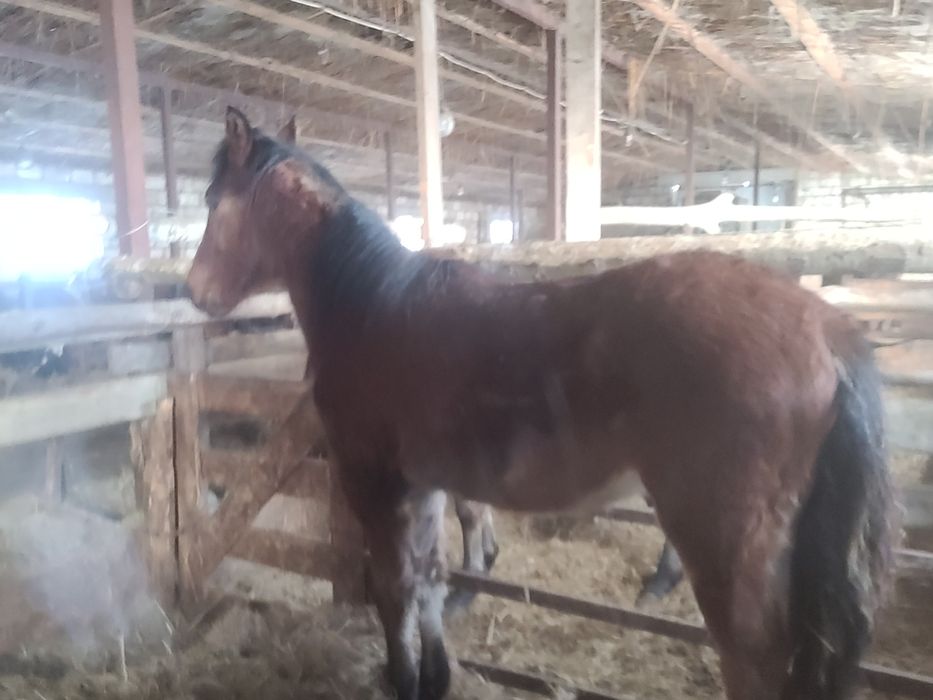 Жеребчик годовалый