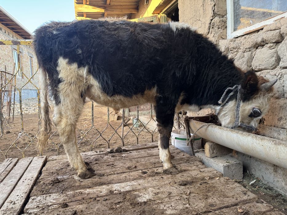 Бұқа 1 жасар жемде тұрған