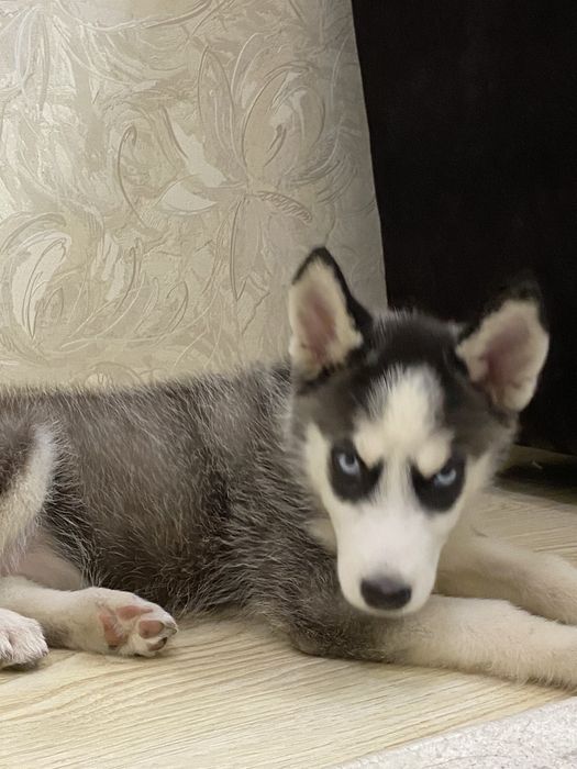 Сибирский хаски