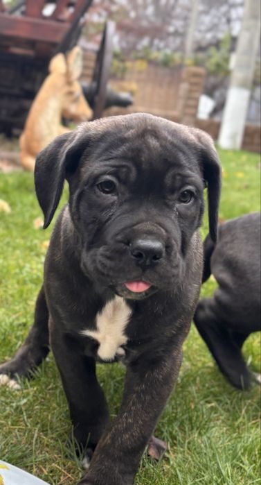 Vand pui de  Cane Corso