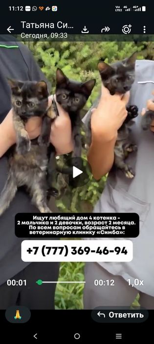 Замечательные котята