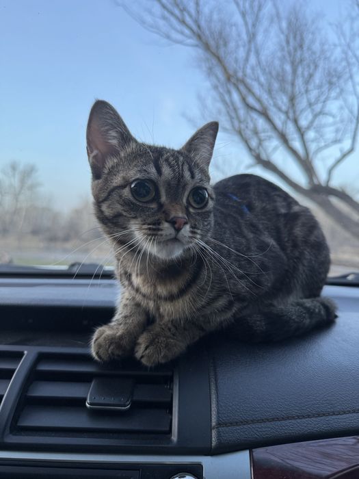 Продам кошку 1.5года