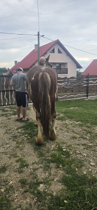 De vânzare armăsar de 3 ani