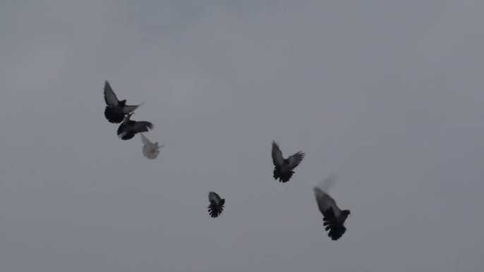 домашние Голуби кабутар  кафтар в чирчике