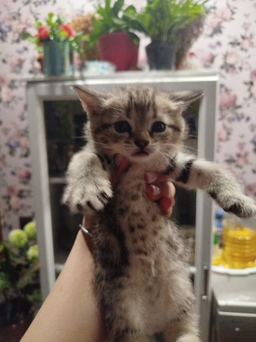 Милые котята ищут милых хозяев