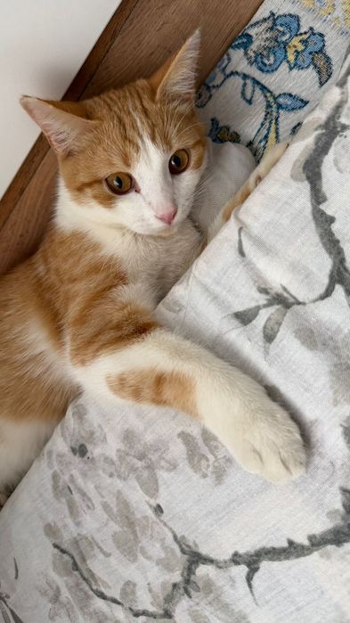 Продам кота хорошая