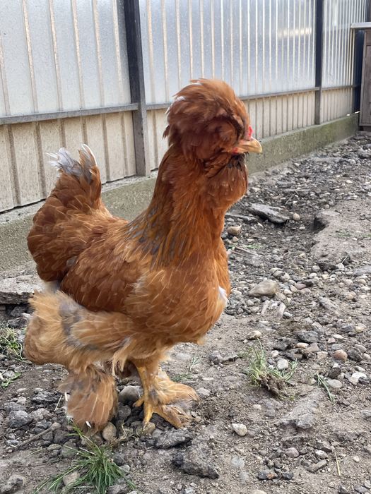 Oua pentru incubat - Gaini motate