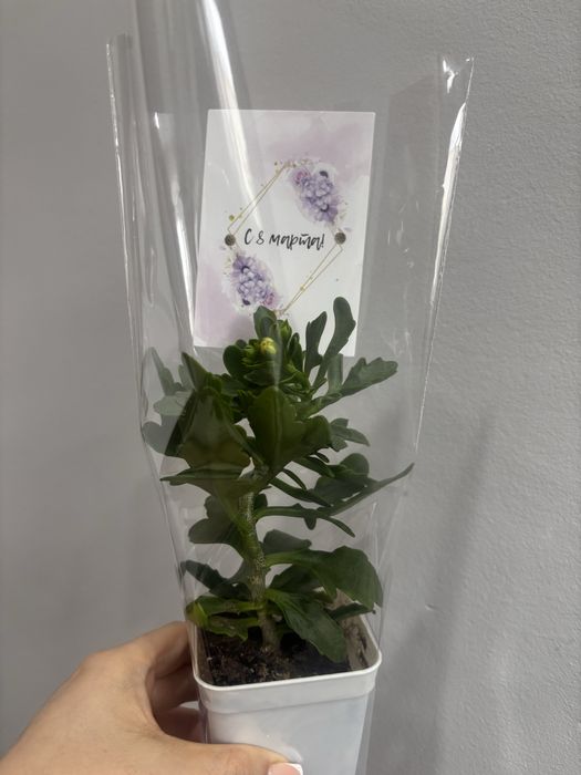 Продам комнатные цветы