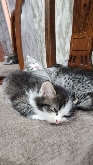 Котята отдам бесплатно в добрые руки