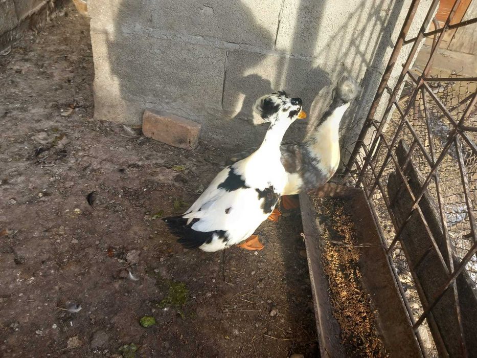 Rate romanesti si lesesti de vanzare