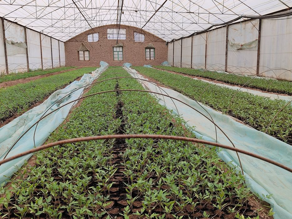 F1 Pomidor  koʻchatlarimiz bor