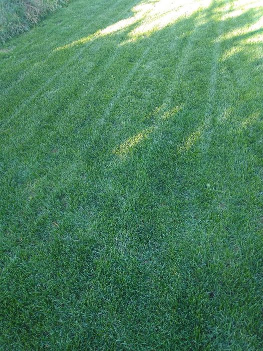 Газон Gazon Палив