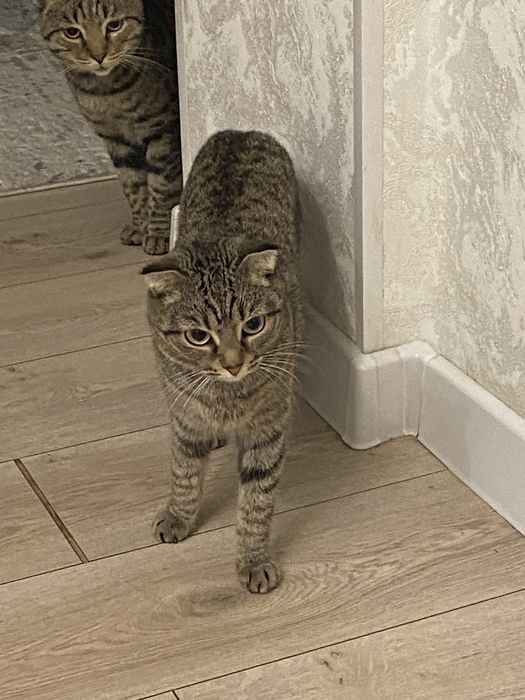 Вязка кот опытный