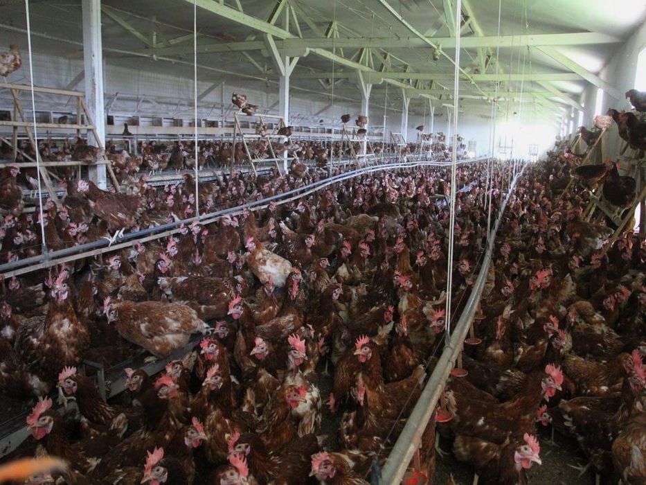 Găini roși ouătoare