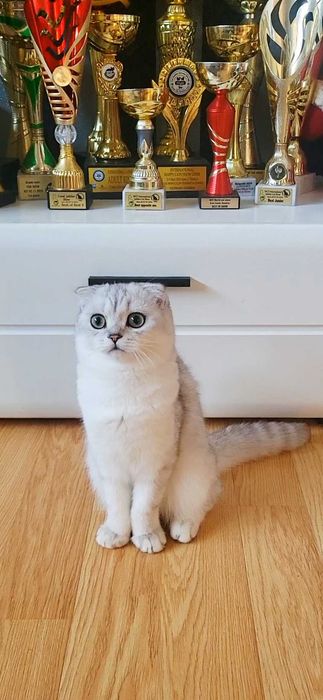 Baiat superb scottish fold cu pedigree