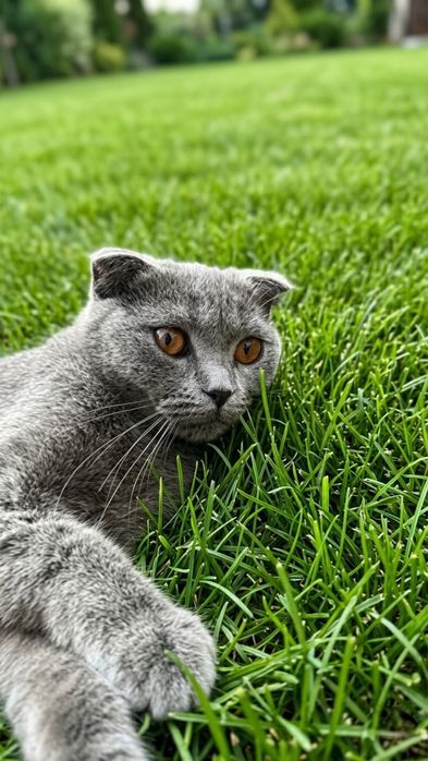 Две бритиш скотш фолд … Мама и дочь