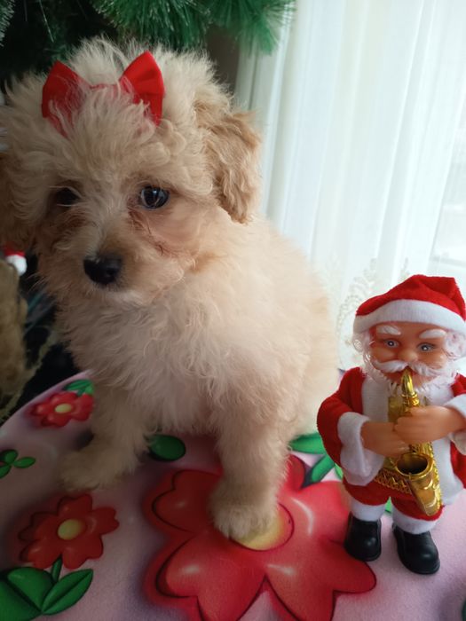 Кученца от породата Помапу