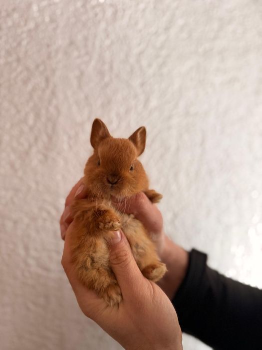 Iepuri pitici albii