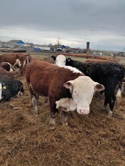 Продаётся быки можно на племя