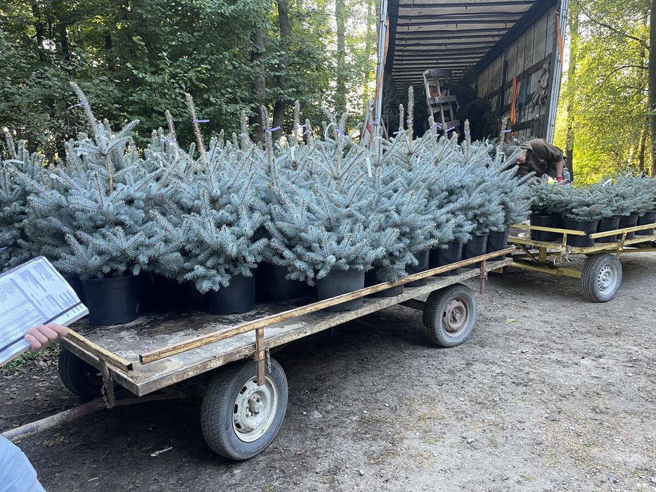 Tuia și Brazi albi Vindem și Angro