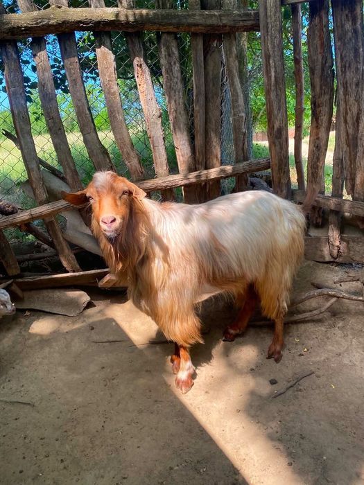 Fermier vând animale