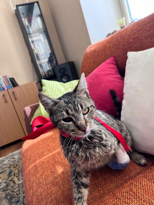 Коте си търси дом