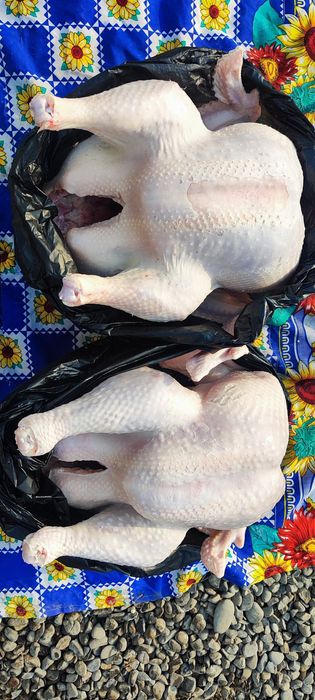 Бройлерные Индюки 10кг-20кг