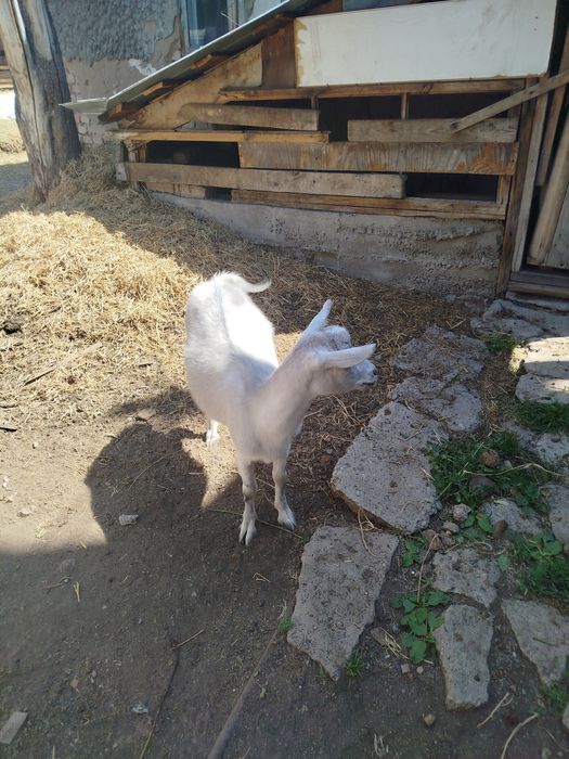 Продам молодых козочек