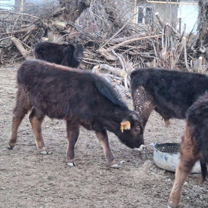 12 бас еркек тайынша сатлады