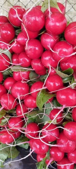 Răsaduri de vânzare