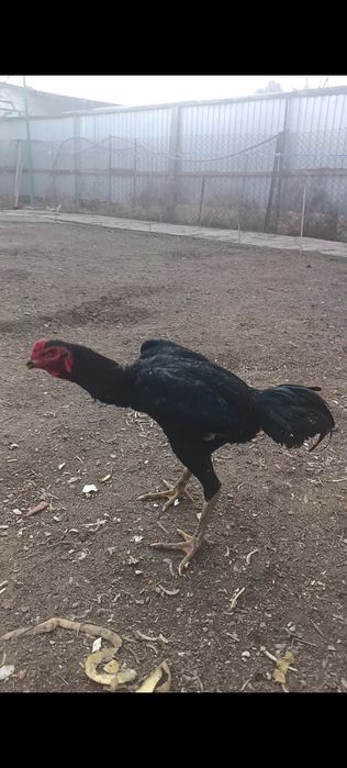 Майский дакан цыпленок