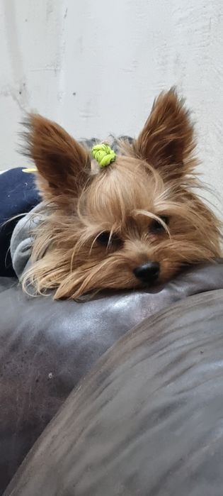 Вязка йорк мальчик