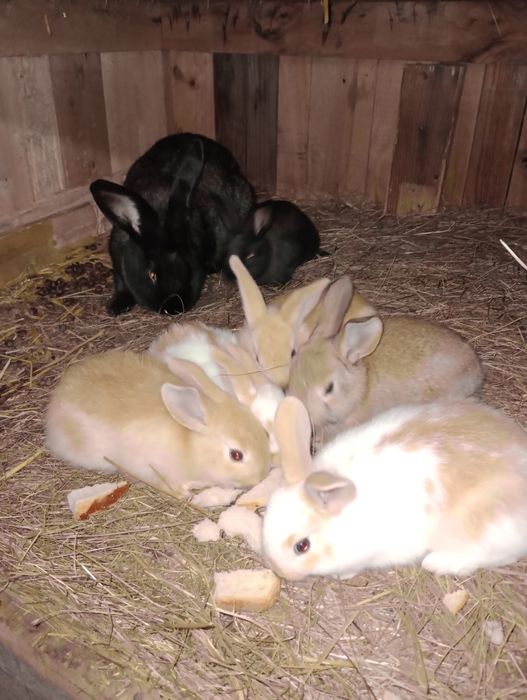 6 pui iepure cauta alta casa.