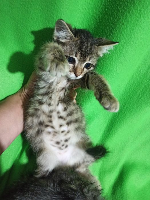 Подарю двух котят,им 1,5мес,девочки