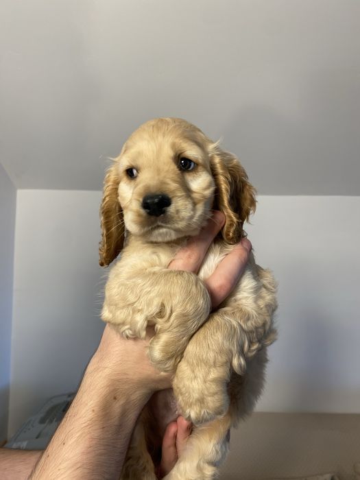 Cocker Spaniel baiat