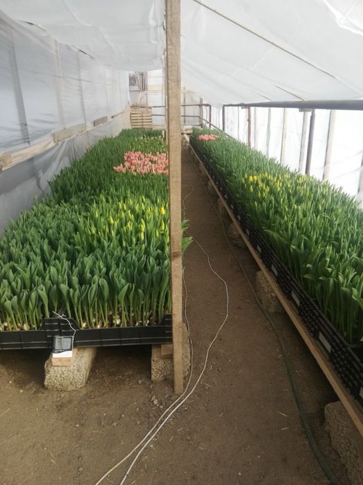 Тюльпаны классика 40-60см