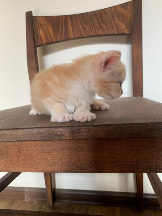 Кремовый мальчик мейнкун (с родословной)