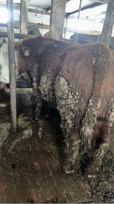 Ақ бас на племя 11 мес