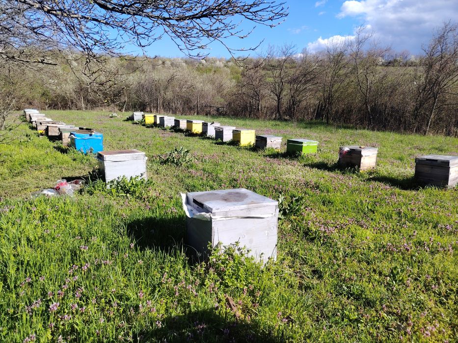 Stupi,familii albine