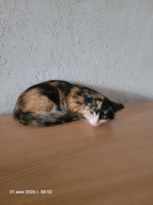 Отдам в добрые руки