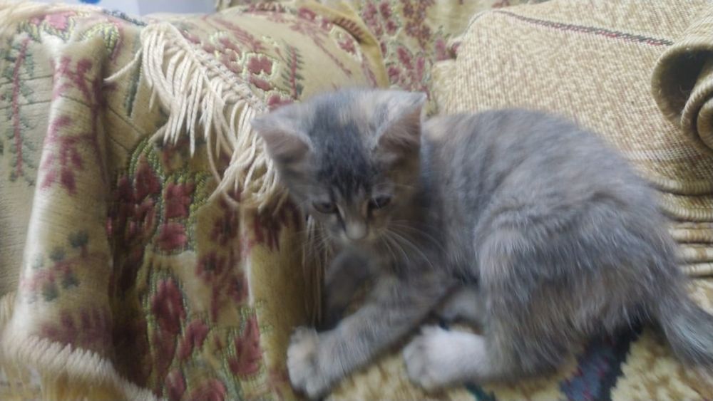 Котята отдам бесплатно